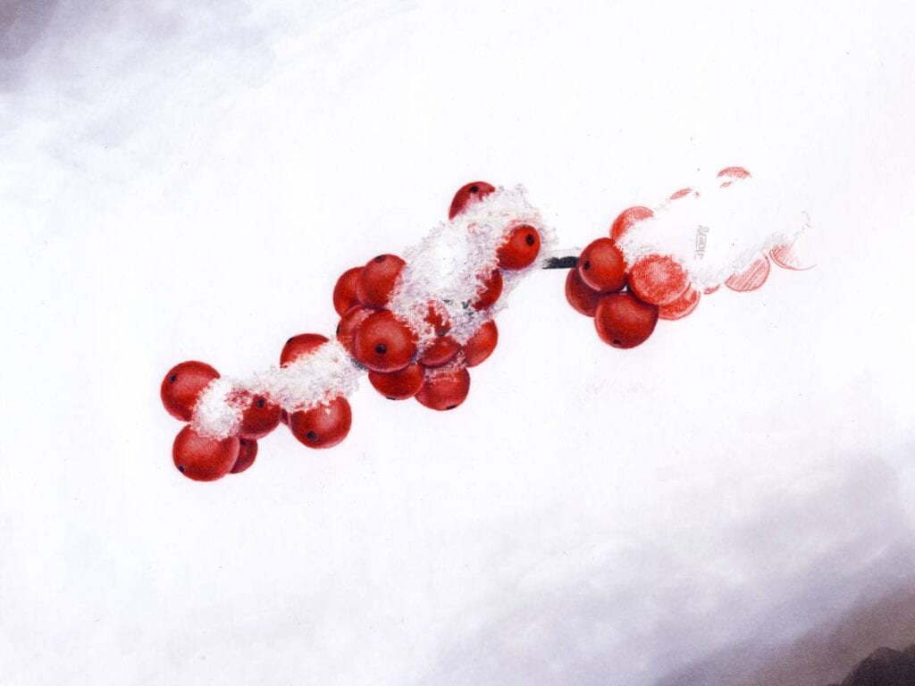 Snow-dusted red berries on white background