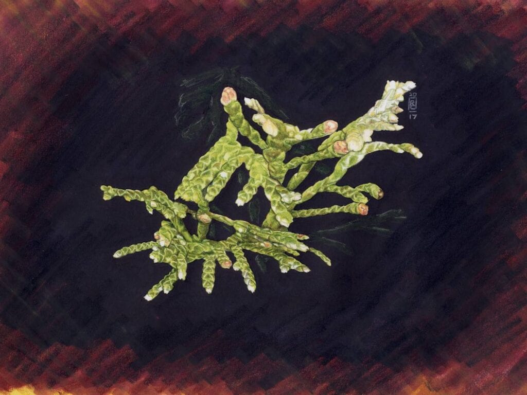 green lichen sprig on dark background
