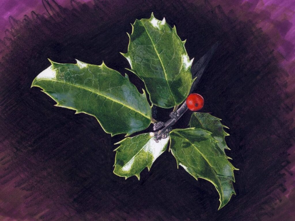 Illustrated holly sprig with single red berry