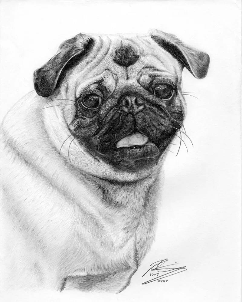 Detailed pencil sketch of a pug dog with expressive eyes and wrinkles.
